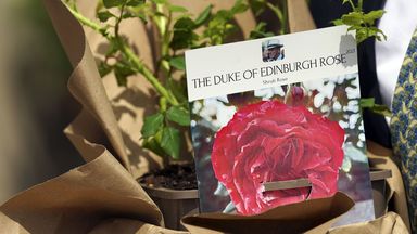 تم تسمية النصب التذكاري الوردي الغامق الذي نما حديثًا من Harknes Roses رسميًا في ذكرى دوق إدنبرة